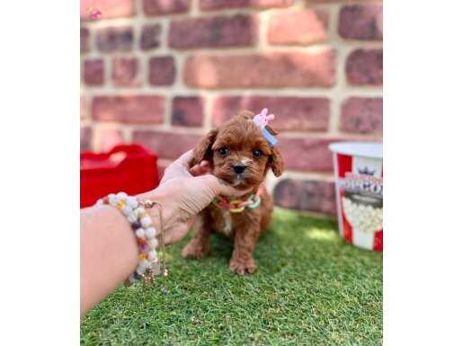 Kızıl Maltipoo Yavrular Evinize Neşe 