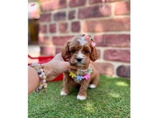 Çift Renk Sevecen Büyğmeyecek Maltipoo Bebeklerim 