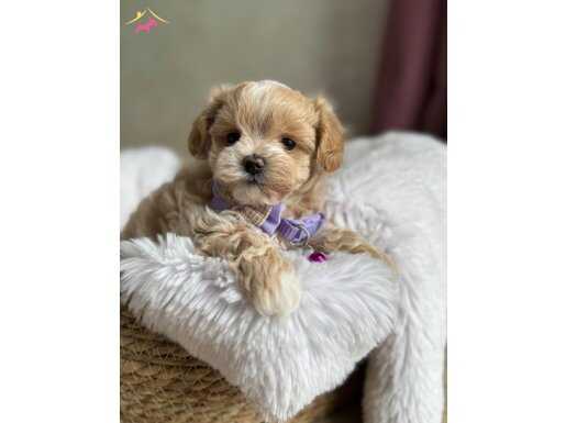 Aile Ortamına Uygun Maltipoo Yavrular 