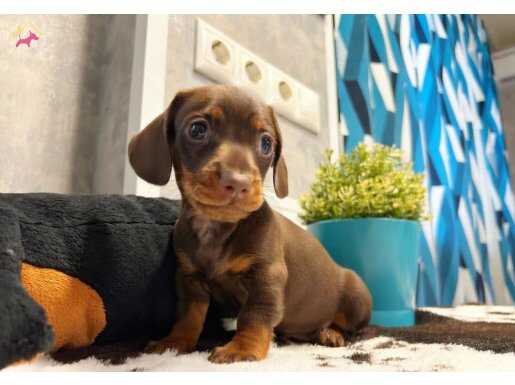 Dachshund Zeki Eğitilebilir Yavrular 