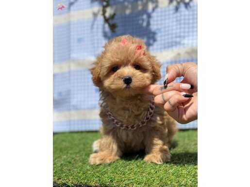 Kore Babadan Kore Kan Maltipoo Bebekler 