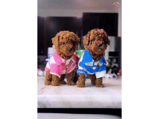 Red Brown Zeka küpü Toy Poodle Yavrular 