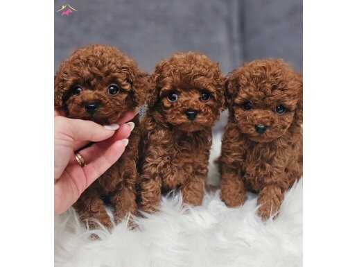 Tüy Dökmez Koku Yapmaz Red Brown Toy Poodle 