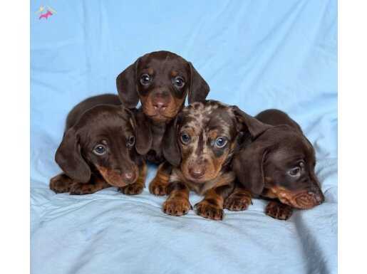 Anne Yanında Büyümüş Dachshund Sosis Köpek Yavruları 