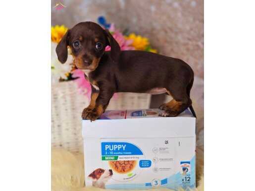 Dachshund Mini Boy Irk Garantili Bebekler 