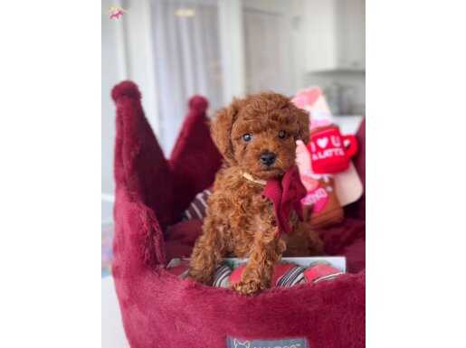 Kızıl Kahve Toy Poodle Güzellikler 