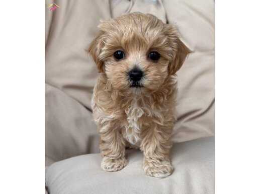 Oyuncak gibi sevimli Maltipoo Bebekler 