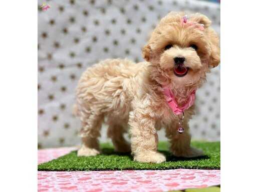 Mini Mini Maltipoo Bebekler