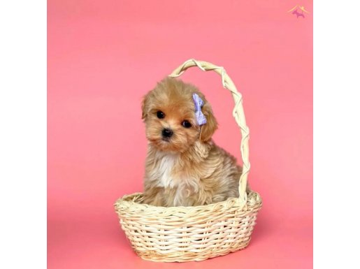 Mini Maltipoo Yavrular Yuva Bekliyor