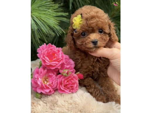 Toy Boy Ve Bol Renk Çeşiti ile Poodle Bebeklerimiz 