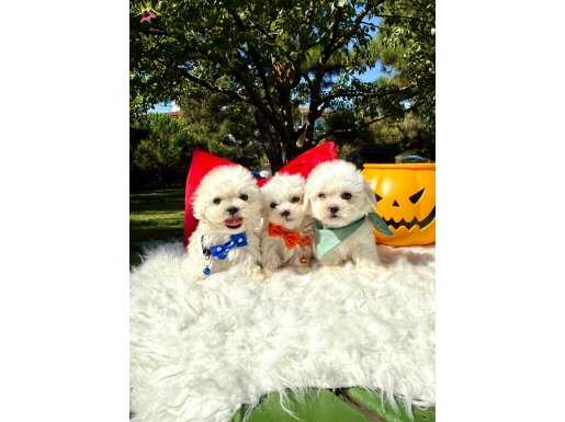 Pamuk Gibi Kore Maltese Bebekler 