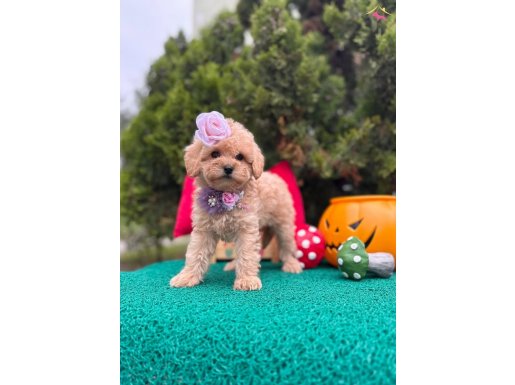 Süslü Kızlar ve Yakışıklı Erkek Güzelleri Maltipoo Yavrular 