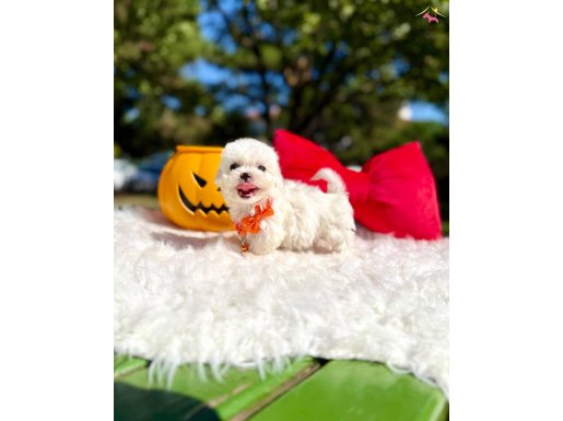 Maltese ırkının En Ufak Boyut Aşılı Yavruları Hazır 