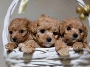 Mini Sevimli Maltipoo Bebekler 