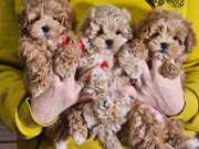 Oyuncu,Uysal ve Tüy Dökmeyen Maltipoo 