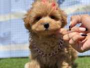 Kore Babadan Kore Kan Maltipoo Bebekler 