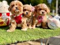 Dizayn Irk Büyümeyen Maltipoo Bebekler 