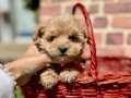 Mini Sevimli Maltipoo Bebekler 