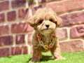 Çok Tatlı Çok Oyuncu Yavru Maltipoo 