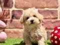 Aşıları Tam Hazır ve Mutlu Maltipoo Yavru