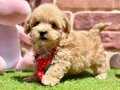 Oyuncu ve Uysal Maltipoo Yavrular 