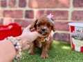 Kızıl Maltipoo Yavrular Evinize Neşe 