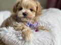 Aile Ortamına Uygun Maltipoo Yavrular 