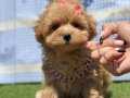 Kore Babadan Kore Kan Maltipoo Bebekler 
