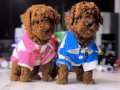 Red Brown Zeka küpü Toy Poodle Yavrular 