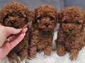 Tüy Dökmez Koku Yapmaz Red Brown Toy Poodle 