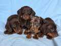 Anne Yanında Büyümüş Dachshund Sosis Köpek Yavruları 