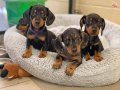 Irkının Nadide Güzelliği Mini Dachshund Sosis Yavrular 
