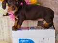 Dachshund Mini Boy Irk Garantili Bebekler 