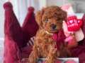 Kızıl Kahve Toy Poodle Güzellikler 