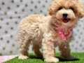 Mini Mini Maltipoo Bebekler