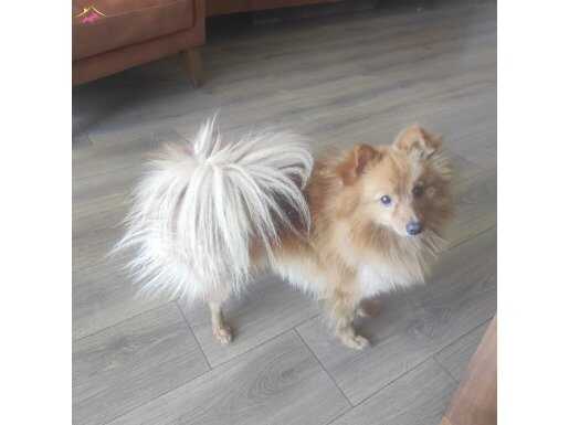 10 aylık oyuncu erkek Pomerian Spitz