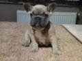 Mavi gözlü blue French Bulldog Yavrular 