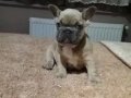 Mavi gözlü blue French Bulldog Yavrular 