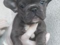 Mavi gözlü blue French Bulldog Yavrular 