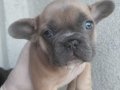 Mavi gözlü blue French Bulldog Yavrular 