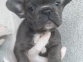Mavi gözlü blue French Bulldog Yavrular 