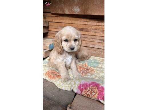 Safkan Engilish cocker