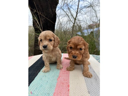 İpeksi Kızıl Tonlarıyla Sosyal Ortamın Yıldızı Safkan Cockerlar