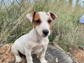 Safkan Kısa Bacak Jackk Russel