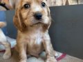 Kızıl Safkan English Cocker