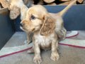Kızıl Safkan English Cocker