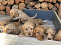 Kızıl Safkan English Cocker