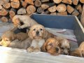 Kızıl Safkan English Cocker