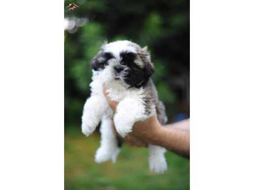 Anne altından sağlıklı shih tzu bebekler