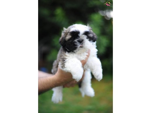 Anne altından sağlıklı shih tzu bebekler 